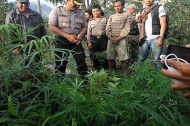 'Ladang' Ganja Rahmat Berjarak 4 Km dari Puncak Sinabung