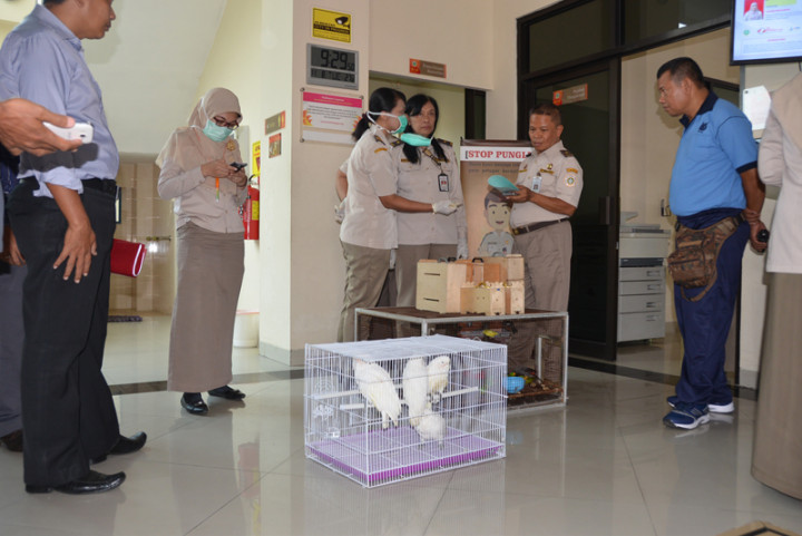 Warga Hong Kong Selundupkan Satwa Langka dari Yogya