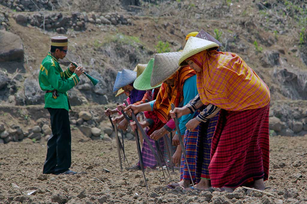 Sagele, Tradisi Unik Cocok Tanam Suku Bima