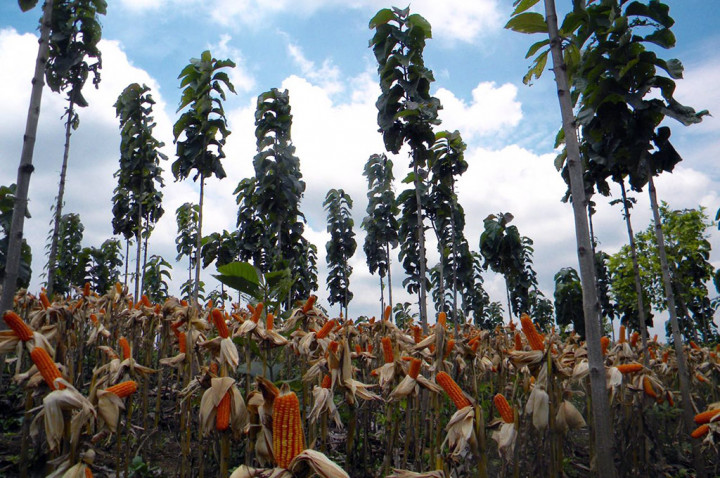 BUMN Bersinergi Meningkatkan Perekonomian Brebes