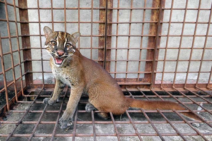 Seekor Kucing Emas Masuki Rumah Warga Padang