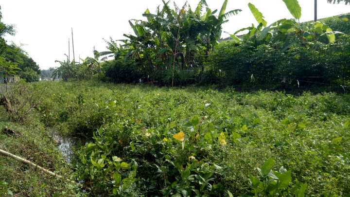 Lahan Kedelai di Jombang Gagal Panen