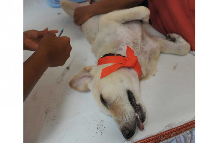 Cegah Penularan Rabies dengan Pemandulan