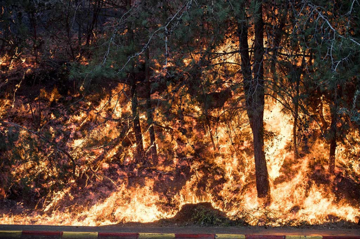 Kebakaran Hebat Landa Israel