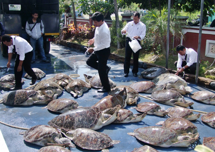 Penyu Sitaan dari Penyelundup Dilepas ke Laut