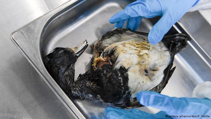 Wabah Flu Burung Meluas, Belanda Musnahkan 190 Ribu Bebek