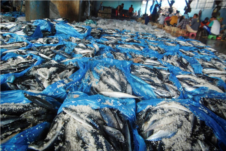 Impor Ikan Dilakukan Usai Kebutuhan Domestik Terpenuhi