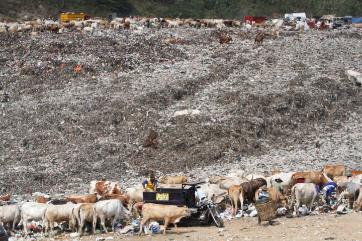Makan Limbah Ikan, 333 Ternak di Flores Mati