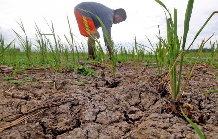 Puluhan Hektare Sawah di Merauke Kekeringan