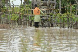 Puluhan Hektare Tanaman Bawang di Tegal Rusak