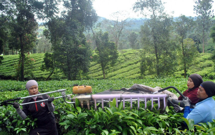 17 Mahasiswa Binus Hilang di Gunung Mas, Satu Tewas