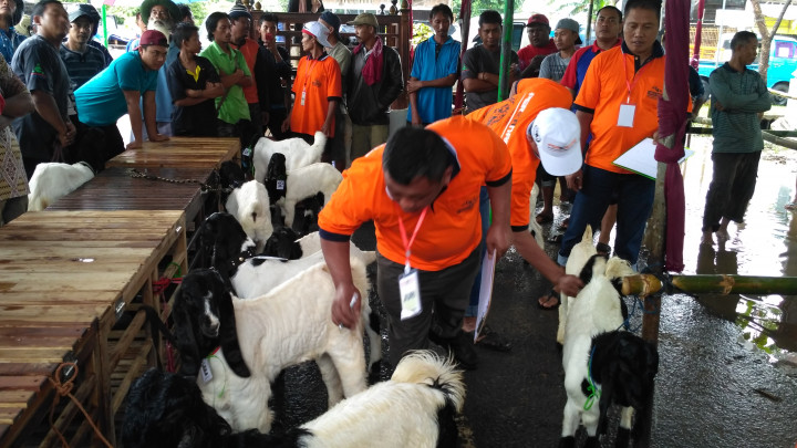Kontes Kambing Dongkrak Harga Jual