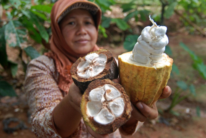 Kakao Masih Jadi Komoditas Primadona Sulteng