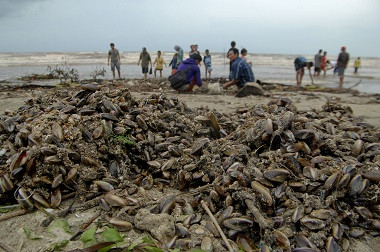Polisi Minta Warga Berhenti Sementara Konsumsi Kerang Hijau