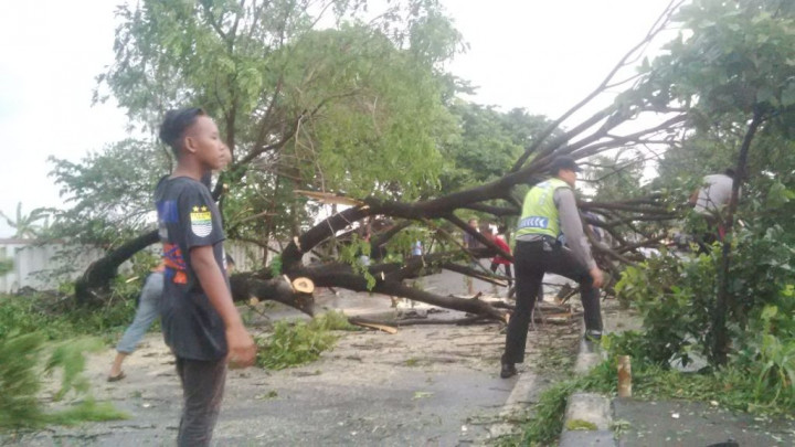 Pantura Dibuat Macet Panjang oleh Pohon Tumbang