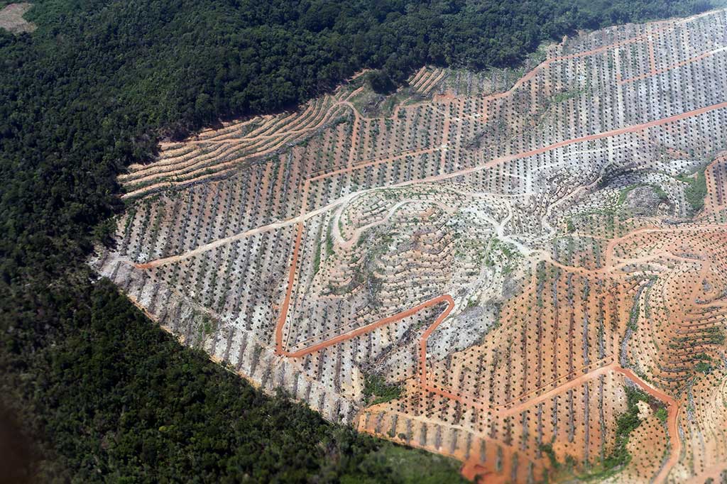 Pemerintah Rancang Aturan Moratorium Perkebunan Sawit