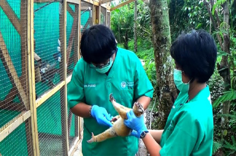 Besok 20 Kukang Jawa Dilepas Ke Gunung Salak