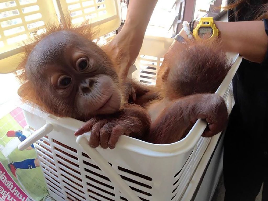 Bayi orangutan yang berhasil diselamatkan (Foto: AFP)