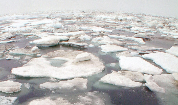 Gelombang Panas Arktik Berpotensi Meningkat Tajam