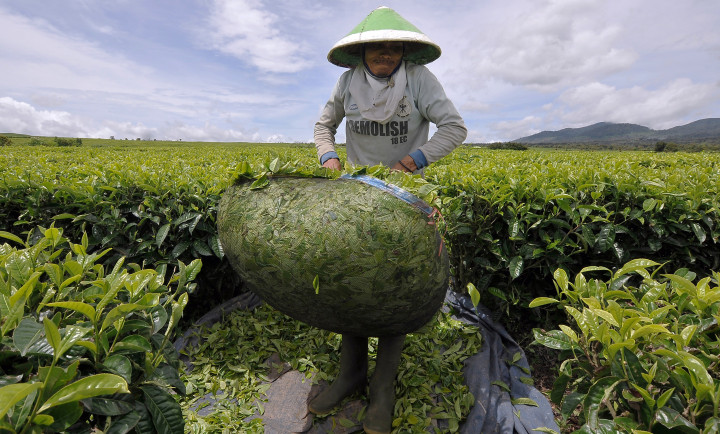Perkebunan Rakyat Disarankan Berbadan Koperasi