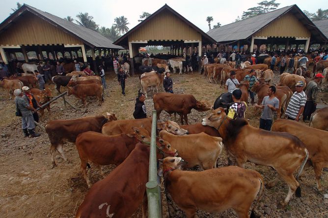 Kementan Sambut Baik Sapi Indukan Impor Asal Australia ke Jatim