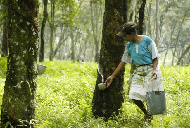 Harga Karet Jambi Mulai Naik