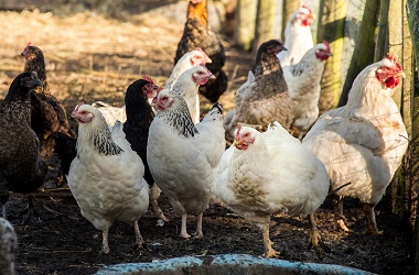 Wabah Flu Burung, Iran Musnahkan Ratusan Ribu Unggas