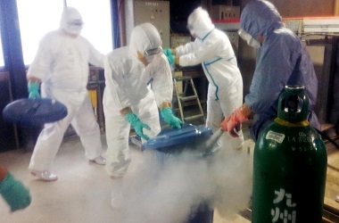 Flu Burung Masih Mengancam, Jepang Musnahkan 90 Ribu Unggas