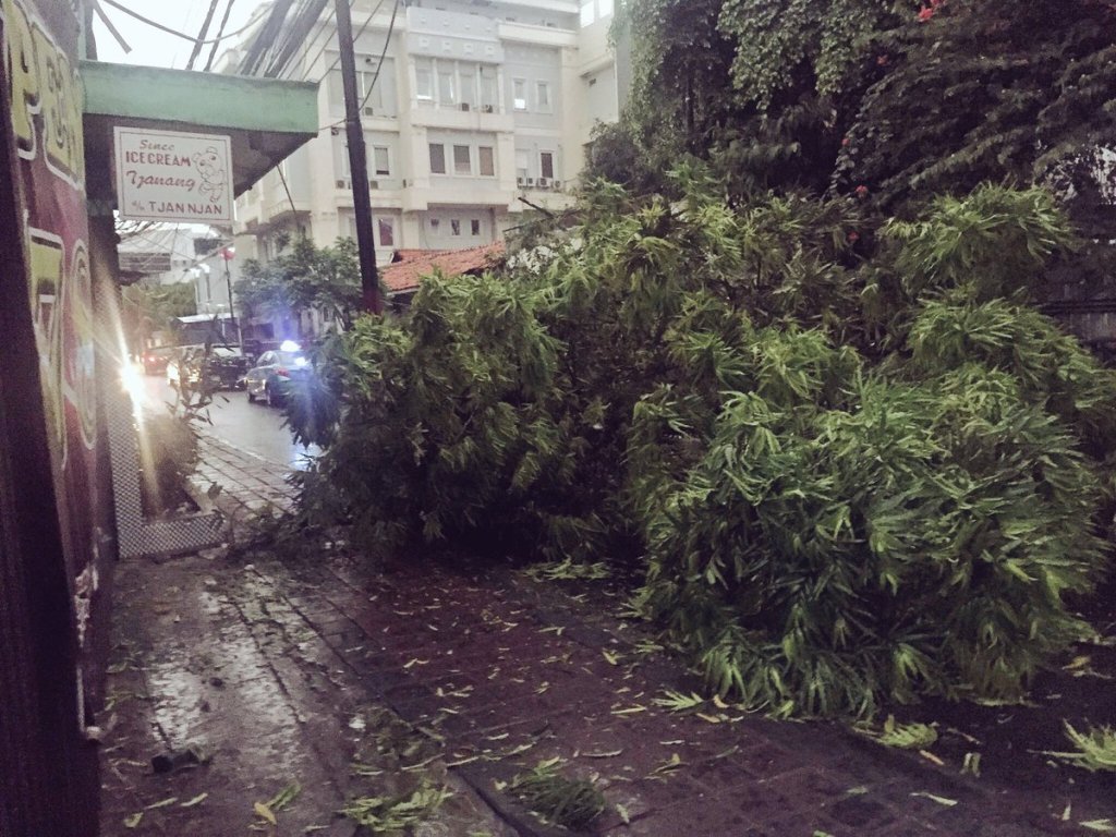 Pohon tumbang di Jalan CIkini IV, Jakarta Pusat--TMC Polda Metro/@dsoeng @PosPohonTumbang