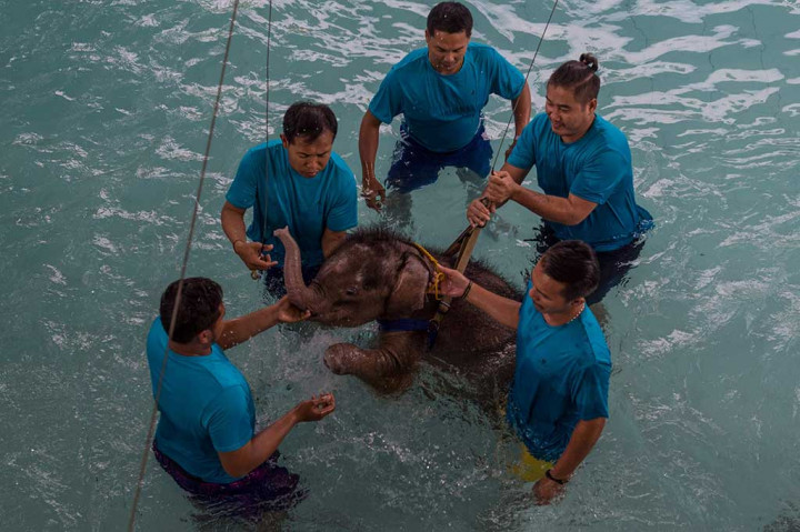 Terkena Perangkap, Bayi Gajah Ini Harus Kehilangan Satu Kakinya