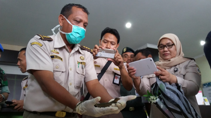 Penyelundup Satwa Berulang Kali Beraksi di Bandara Adisutjipto