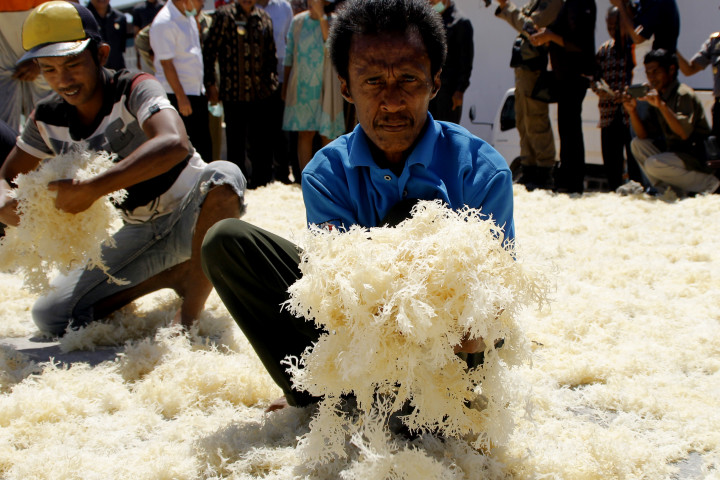 Ekspor Rumput Laut Turun 30% di 2016