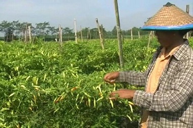 Hama Fusarium Serang Lahan Cabai di Mojokerto