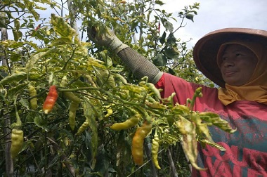 Virus dan Jalan Rusak Akibatkan Harga Cabai Tinggi