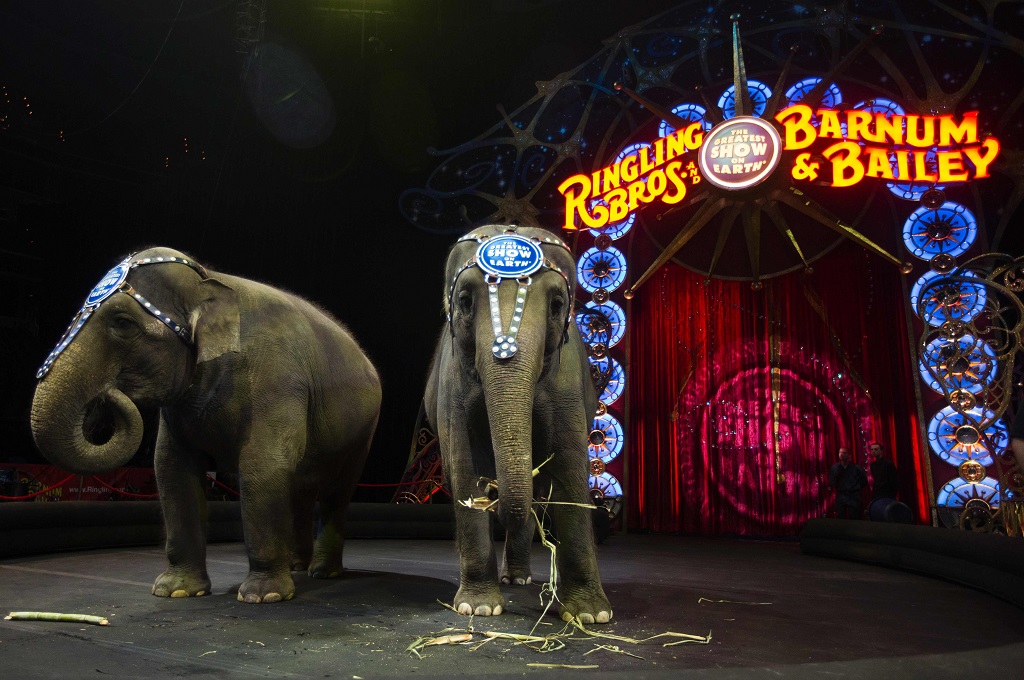 Atraksi gajah dalam pertunjukan sirkus Ringling Bros pada 19 Maret 2015. (Foto: AFP/ANDREW CABALLERO-REYNOLDS)