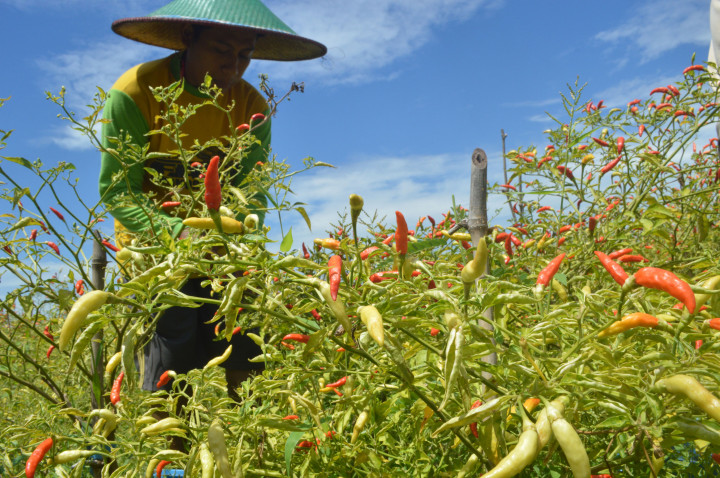 Memutus Jalan Panjang Distribusi Pangan