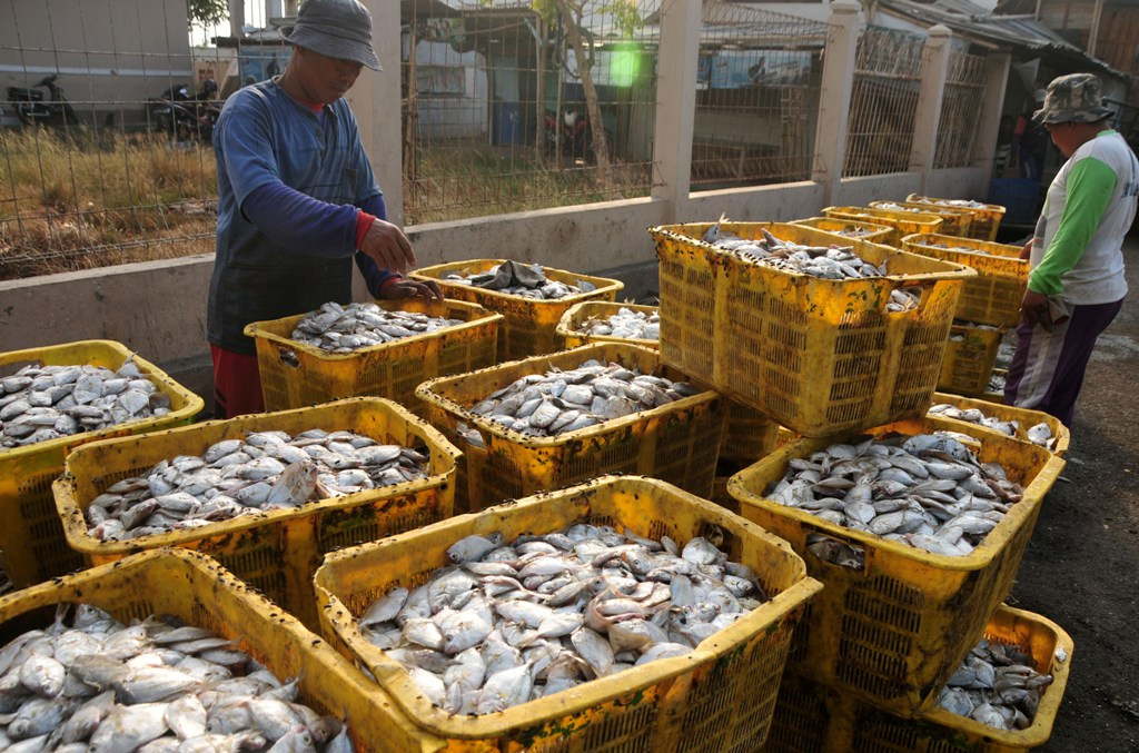Ikan (ANT/Oky Lukmansyah).