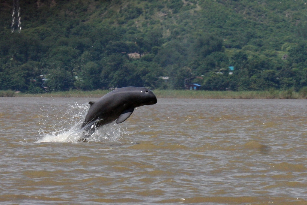  Lumba  lumba  Tersenyum Asal Sungai  Irrawaddy Terancam Punah 