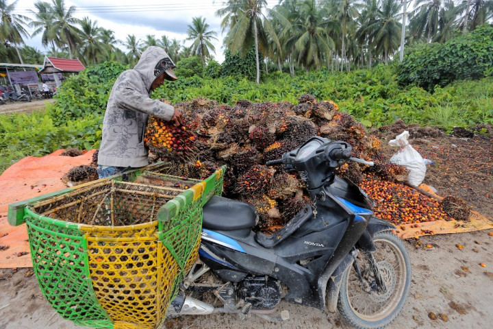 Harga CPO di Jambi Naik Tipis