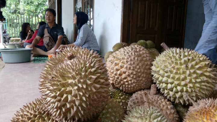 Panen Durian di Wonosalam Tidak Maksimal
