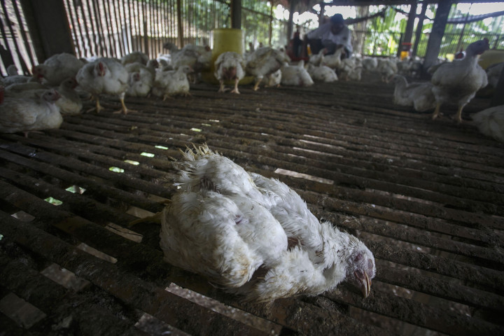 Warga Lampung Diminta Mewaspadai Flu Burung