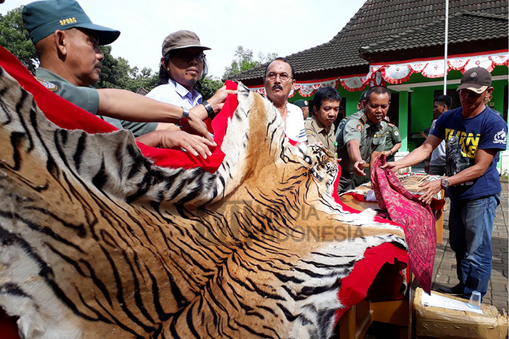 Perdagangan Kulit Harimau Sumatera Berhasil Digagalkan