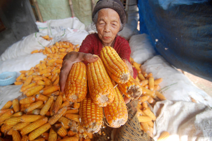 Kementan Hentikan Impor Jagung untuk Pakan Ternak