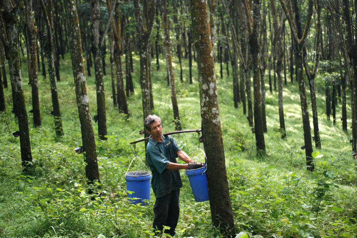 Gapkindo Perkirakan Hargat Karet akan Naik