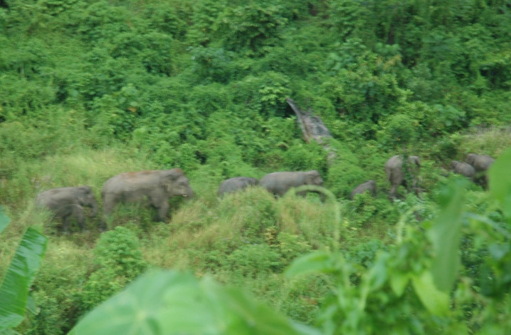 Puluhan Gajah Liar Terjebak lantaran Jalur Jelajah jadi Kebun Sawit