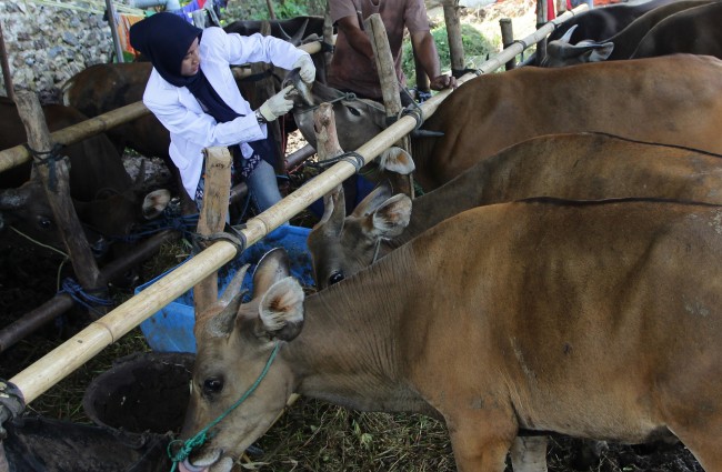 Kementan Menduga Kasus Antraks di Jogja Berasal dari Pasar Hewan