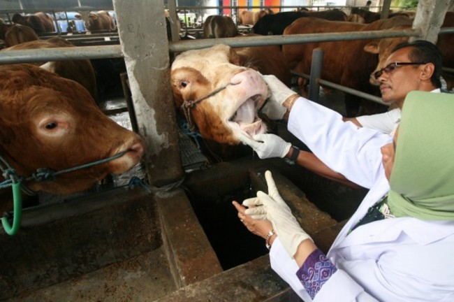Kementan Mewaspadai Penyebaran Antraks di 7 Provinsi