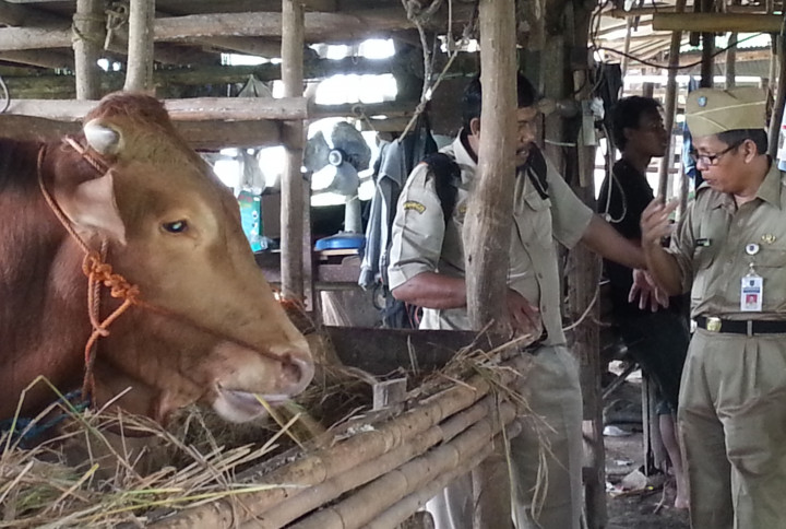 DKPP Klaim Tegal Aman dari Antraks