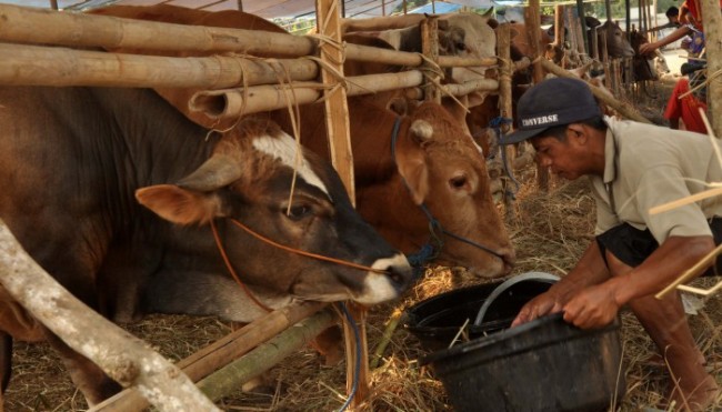 Antraks Pukul Penjualan Ternak di Kulon Progo