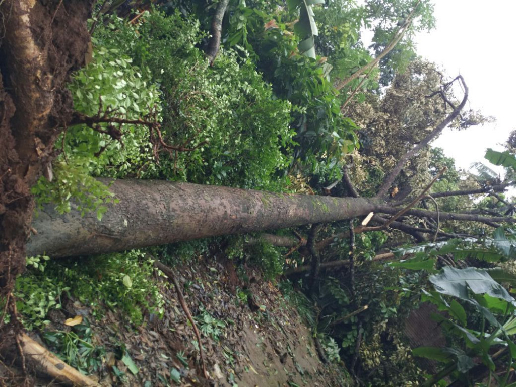Pohon tumbang menimpa rumah di Kecamatan Batealit, Jepara. (Metrotvnews.com/Rhobi Shani)